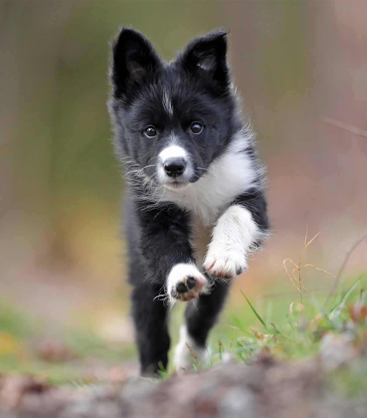 border collie puppies playing