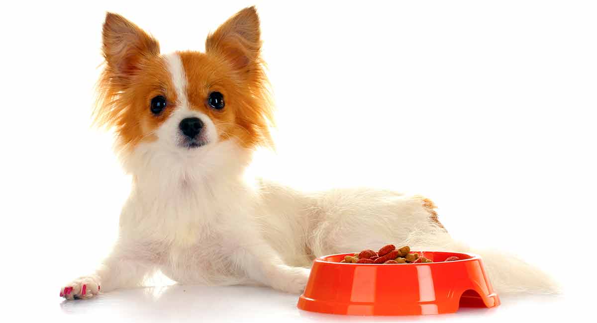 Dog Food For Chihuahua Adults and Seniors