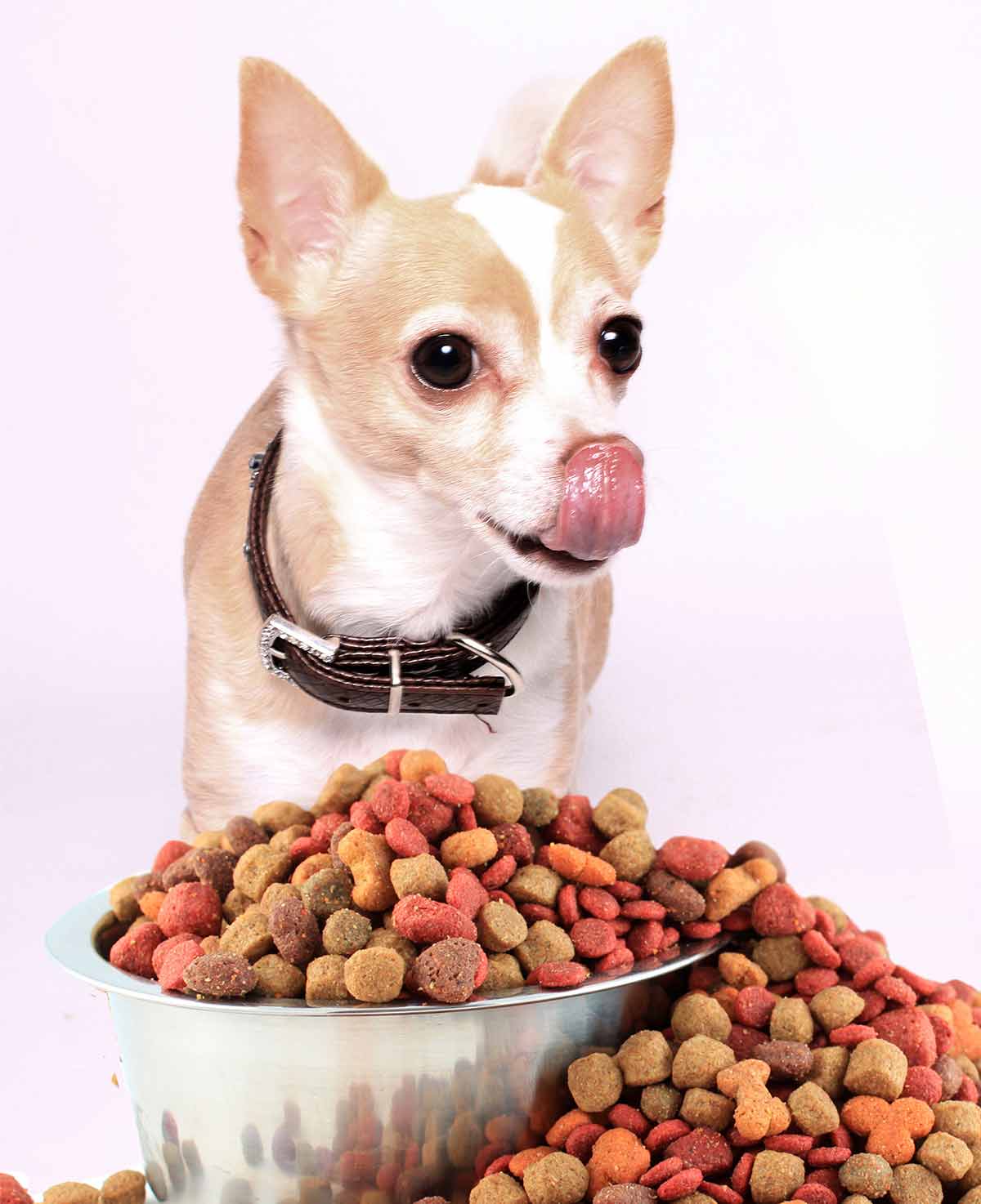 best dry food for chihuahuas