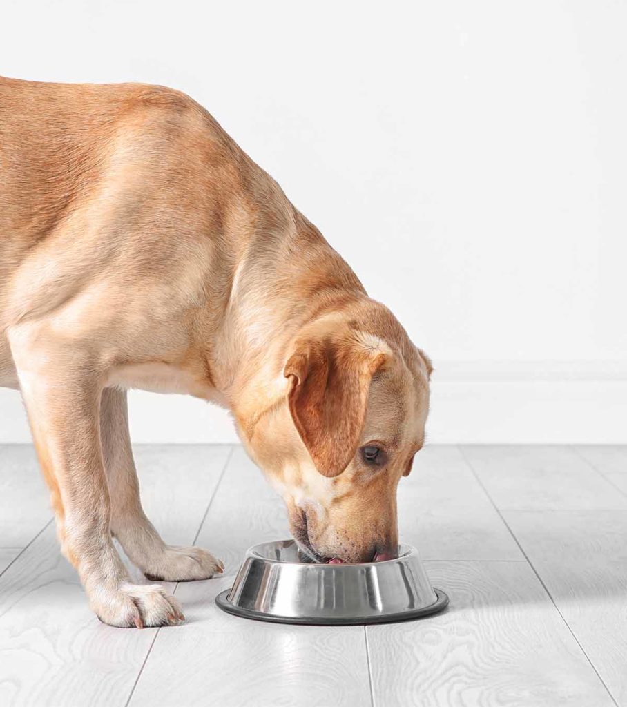 Best Dog Food For Labs What’s Yours Having For Dinner?