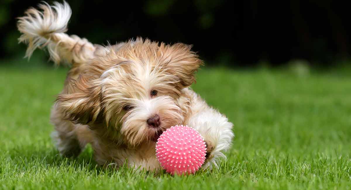 dogs playing with toys