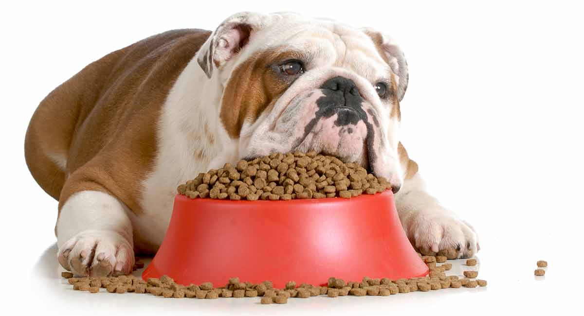 English Bulldog Food Chart