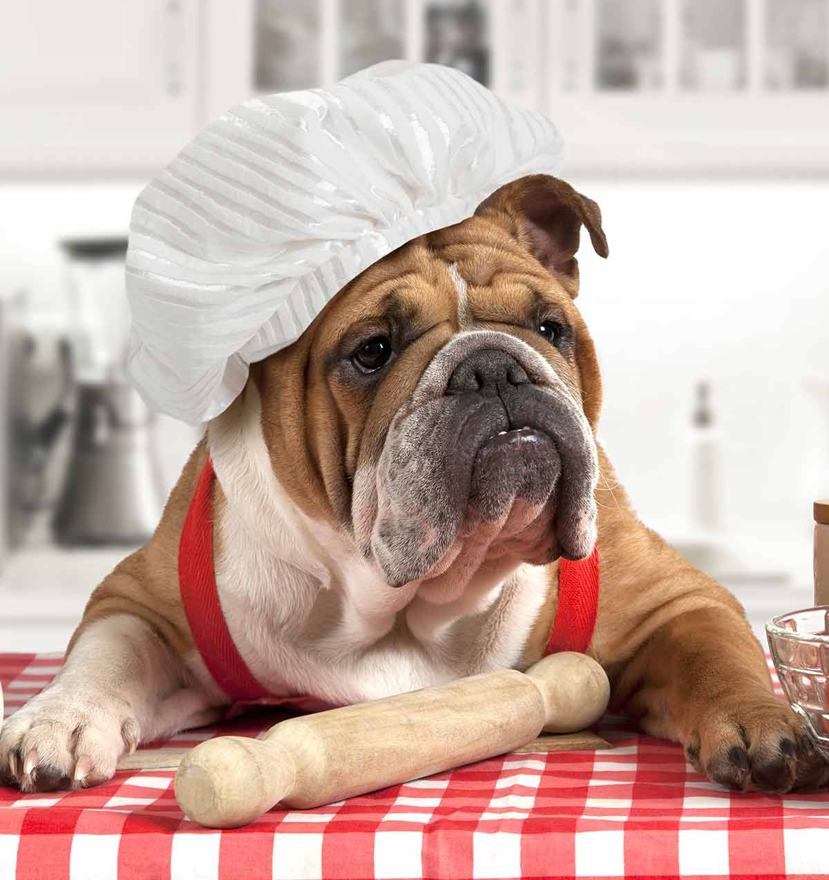 Best Food For English Bulldog Adults and Senior Dogs