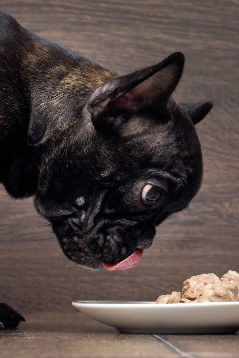 What Is The Best Food To Feed Frenchies