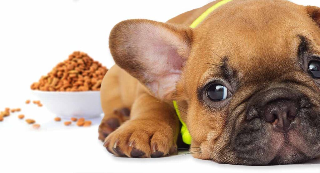 Best Food For French Bulldog Puppy Dogs Top Tips And Brand Reviews