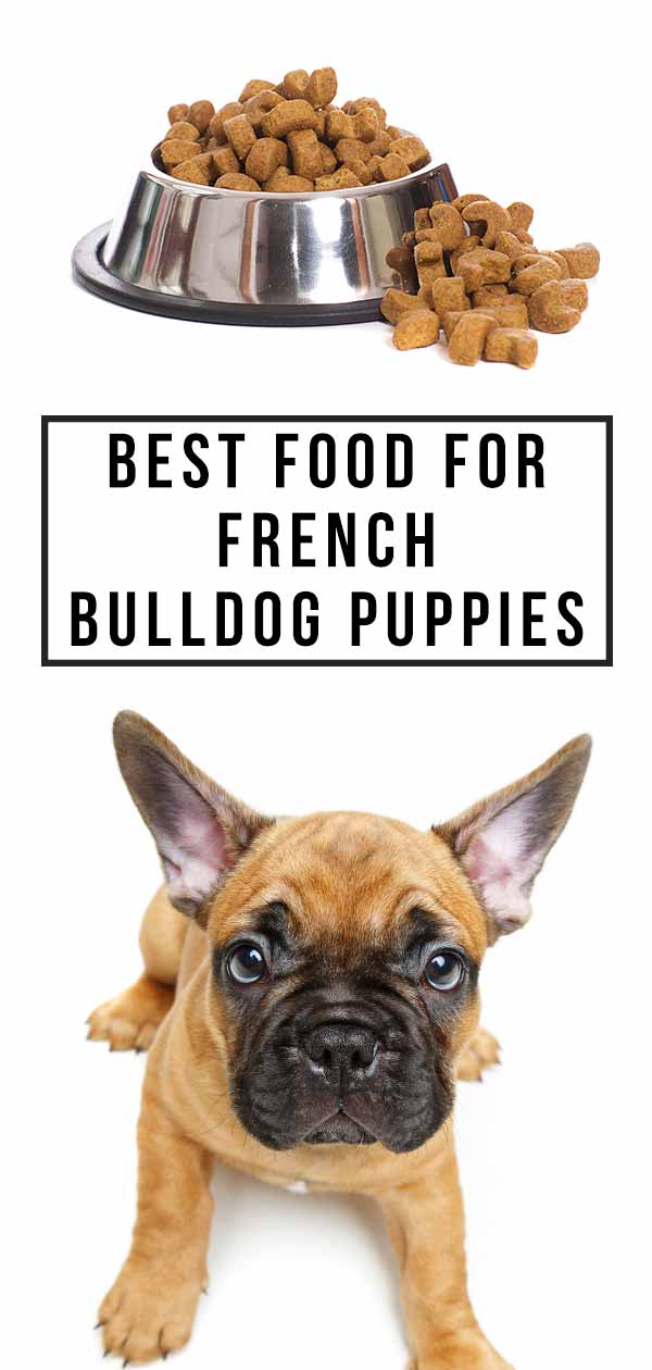 French Bulldog Feeding Chart