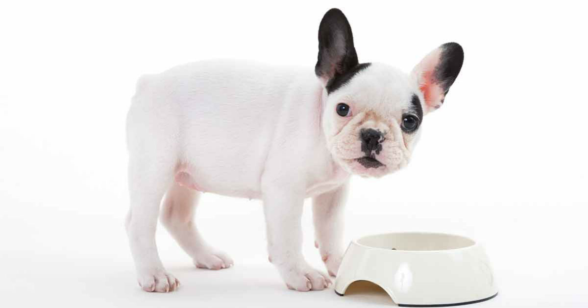 Best Food For French Bulldog Puppy Dogs Top Tips And