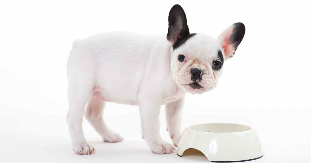 what do i feed my french bulldog puppy