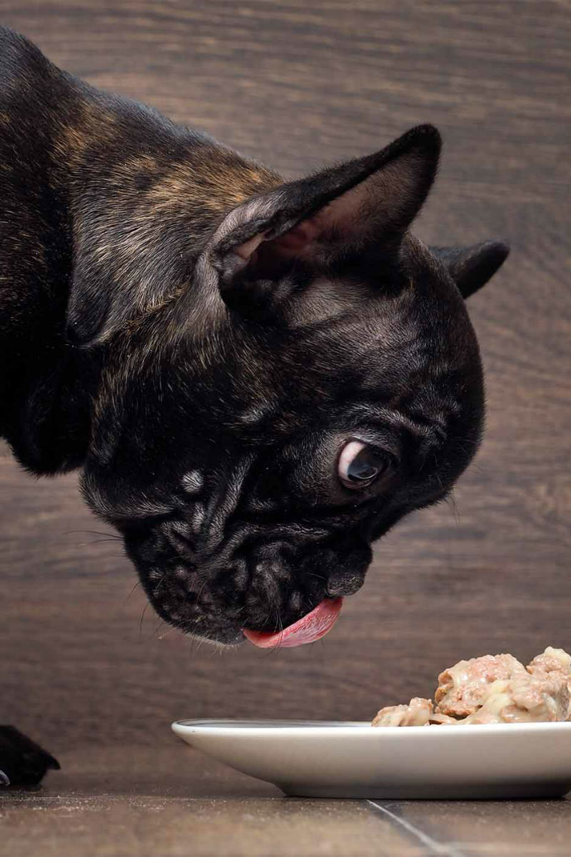 Best Food For French Bulldog Puppy