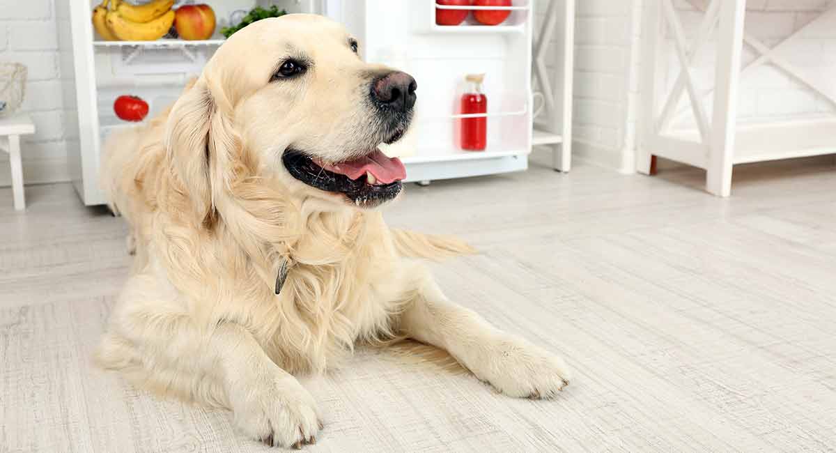 Golden Retriever Colors - The Many Gorgeous Shades of Gold