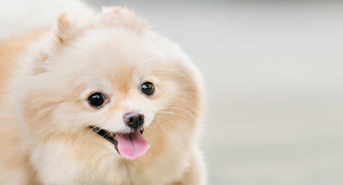 25 days old pomeranian puppies