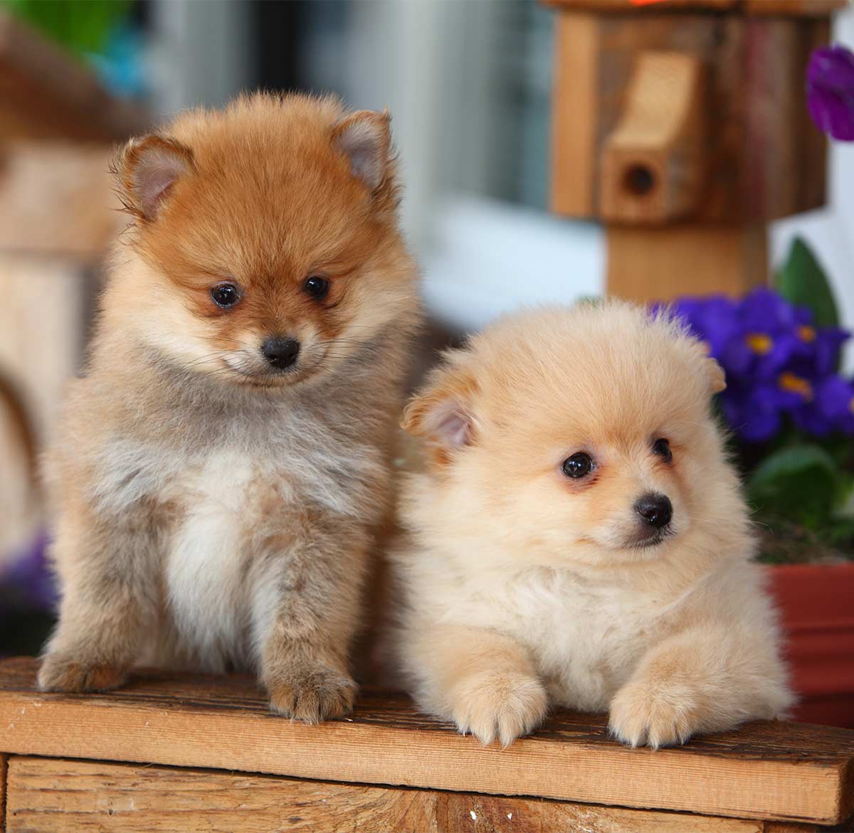 one month old pomeranian puppies