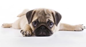 pug puppies