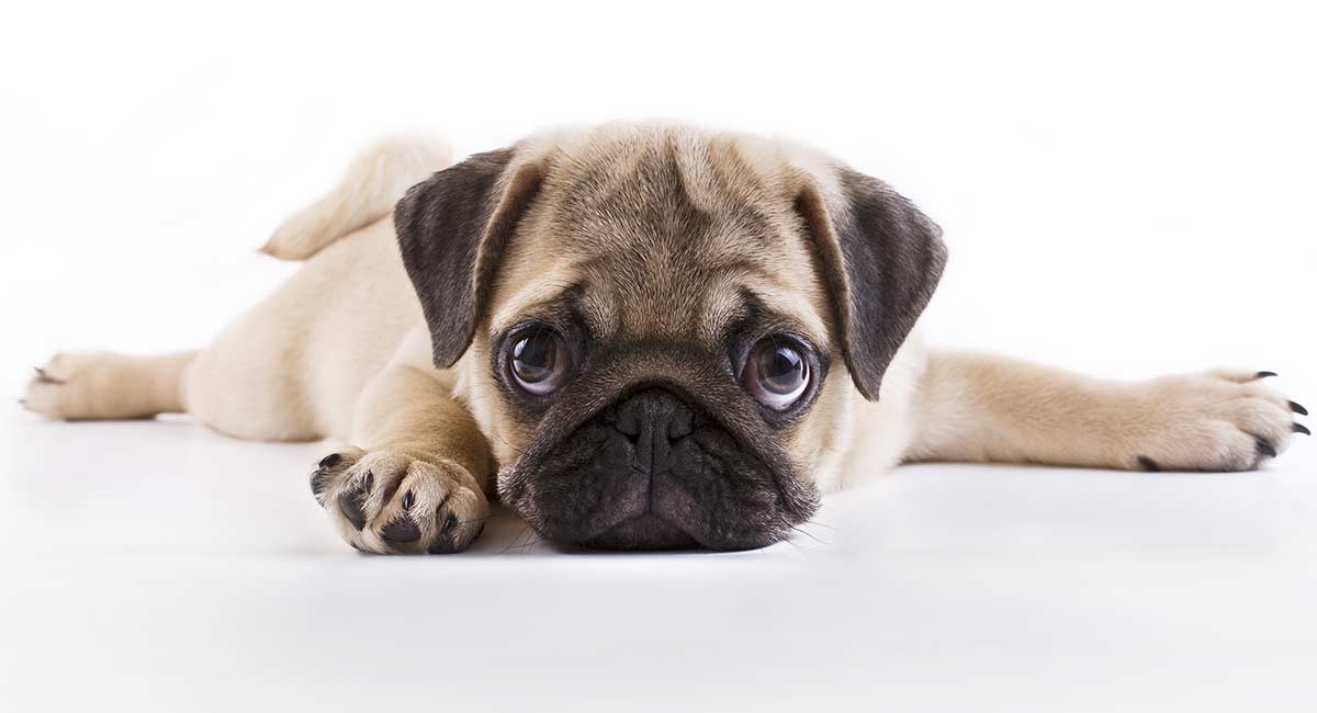 pug puppies playing