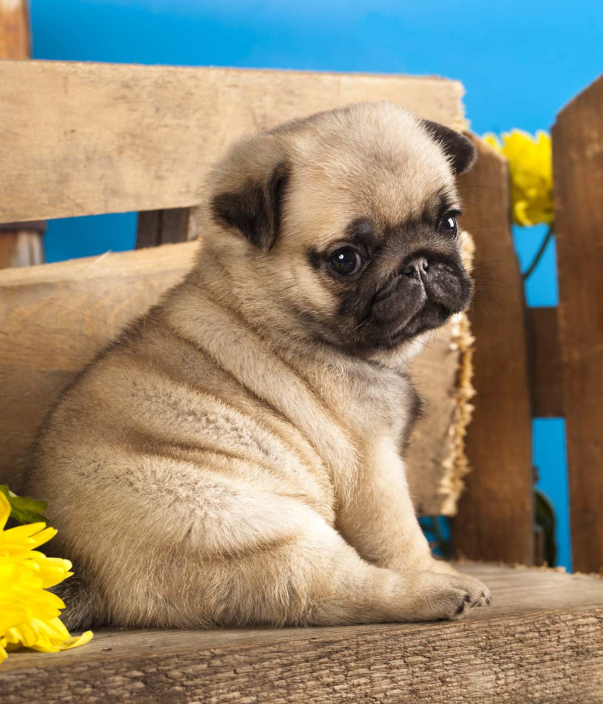 Best Food For Pug Puppies: Tasty, Healthy Choices