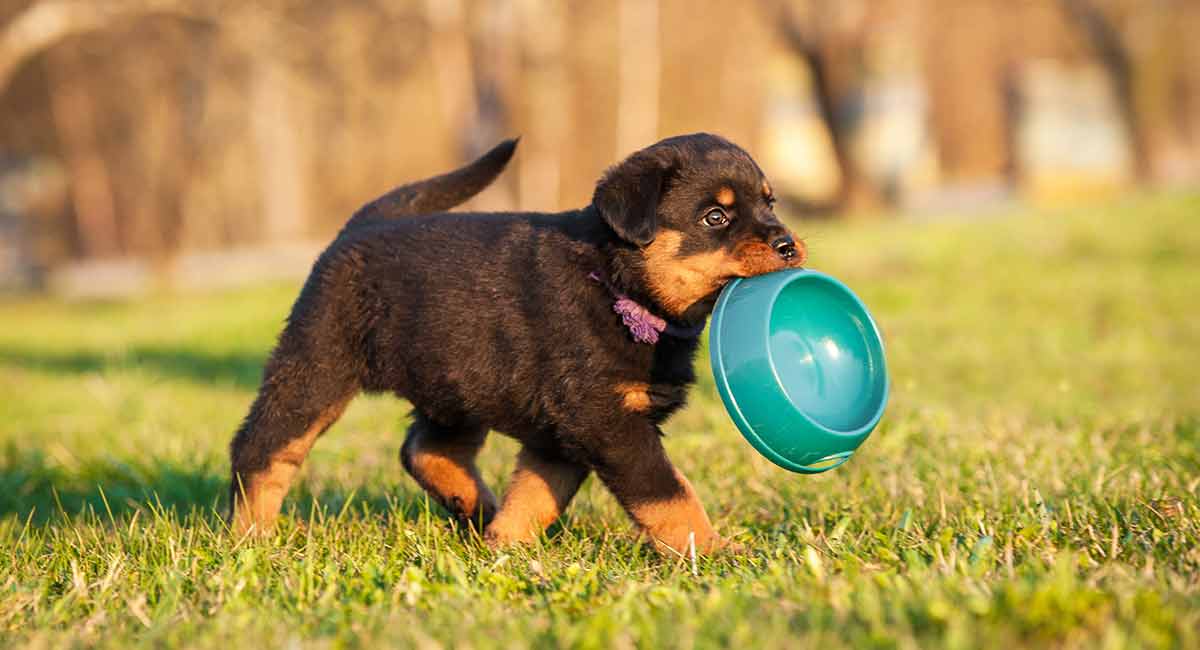 baby rottweiler dog