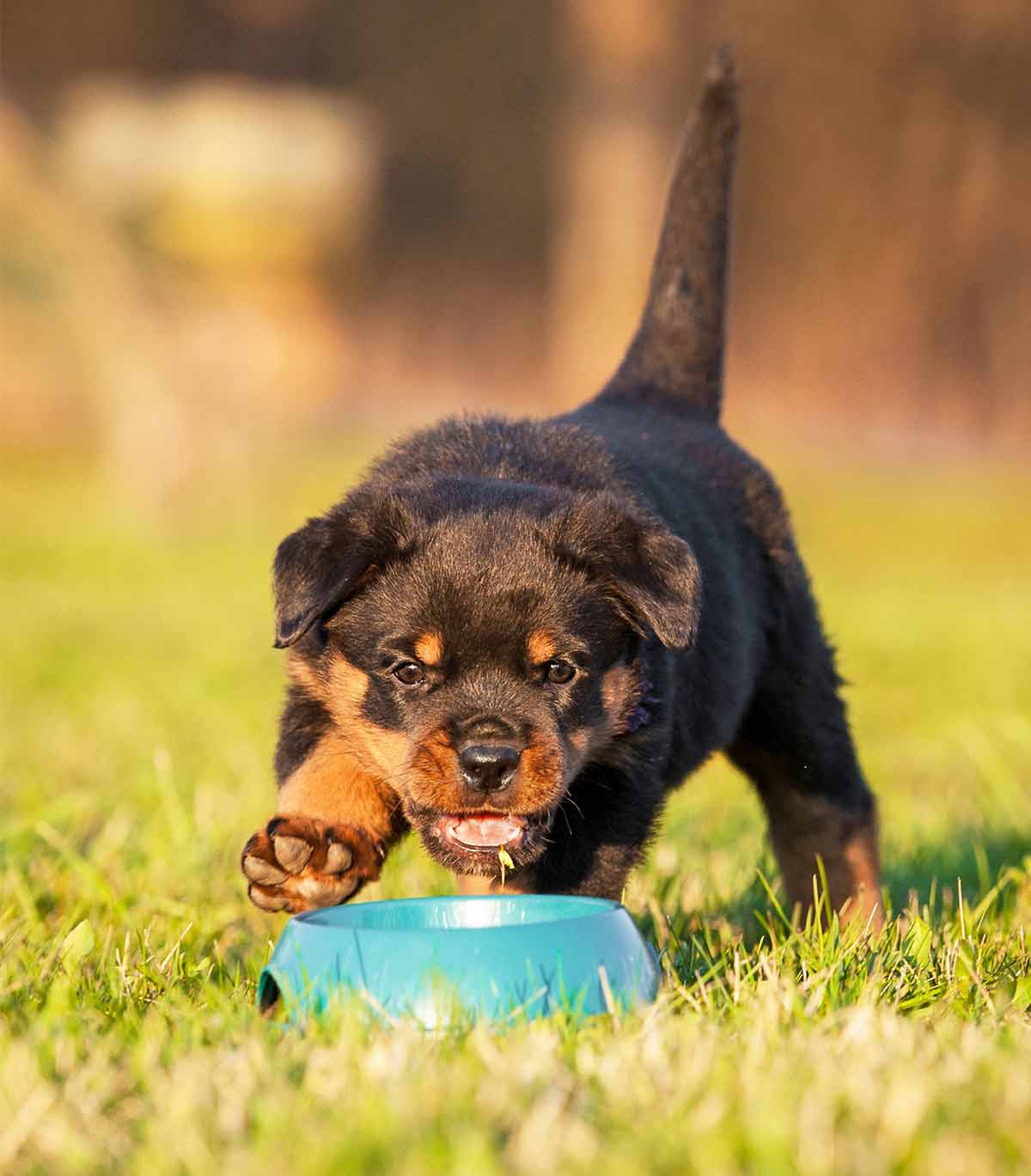 la meilleure nourriture pour chiot rottweiler