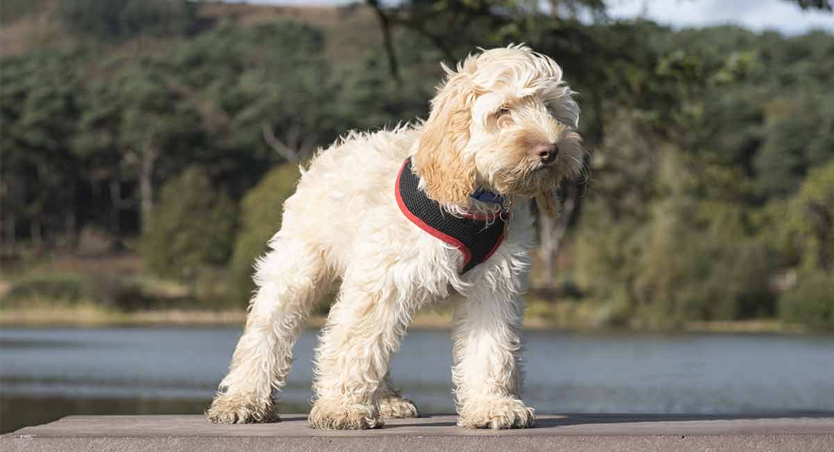 dog harness for cockapoo