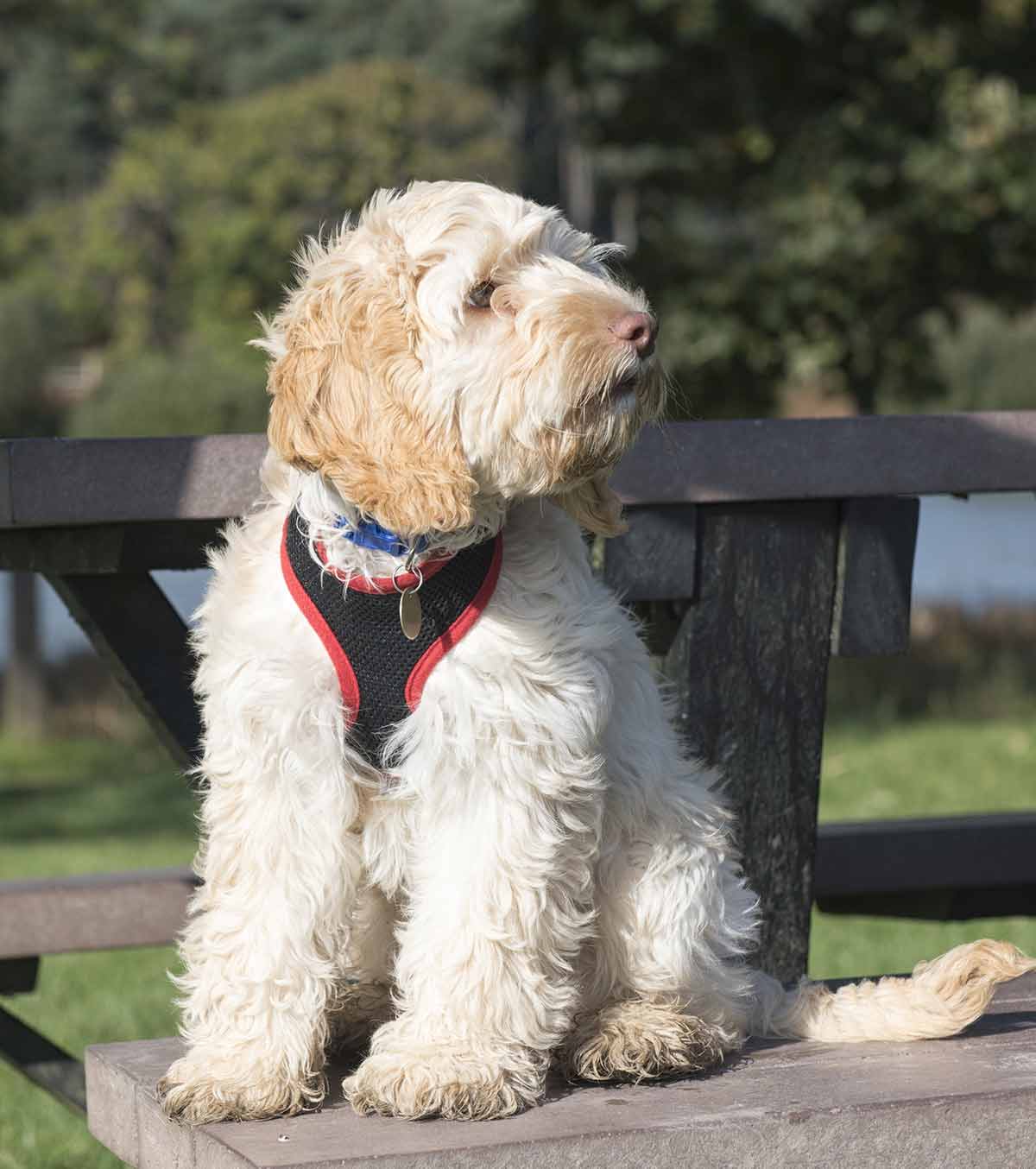 best harness for a cockapoo