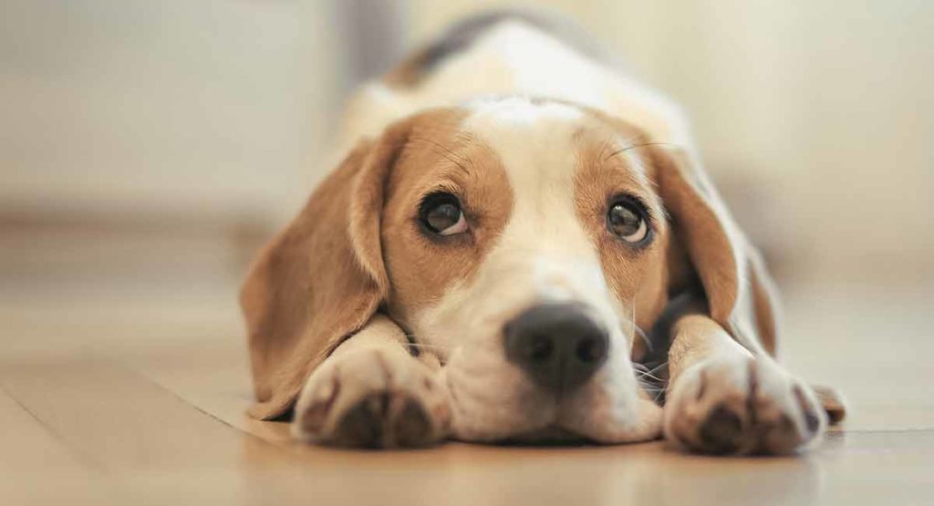 Best Puppy Food For Beagles