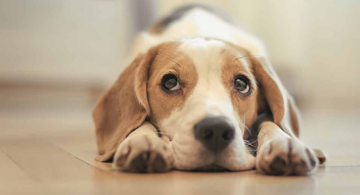 feeding beagle puppy