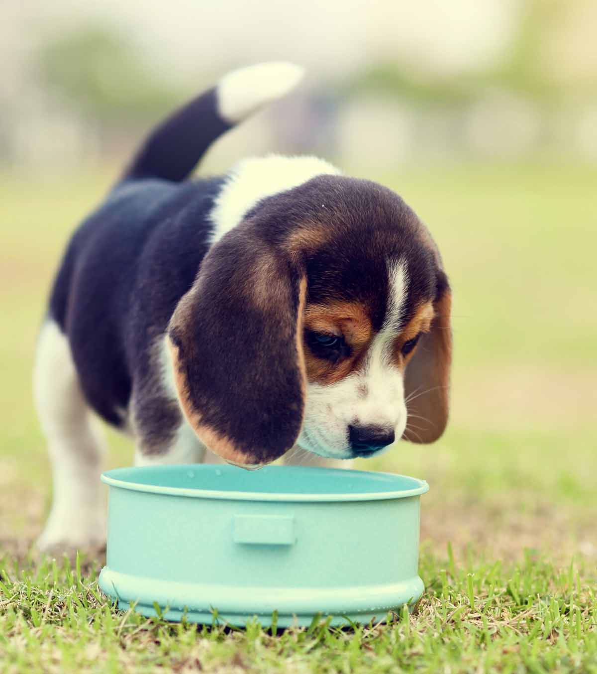 feeding beagle puppy