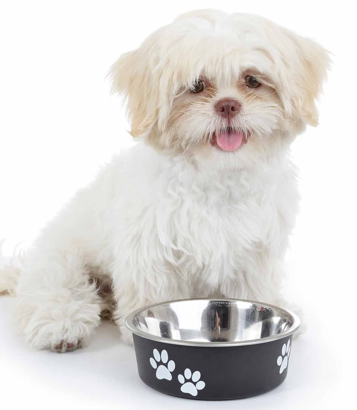 mejor comida para cachorros de shih tzu