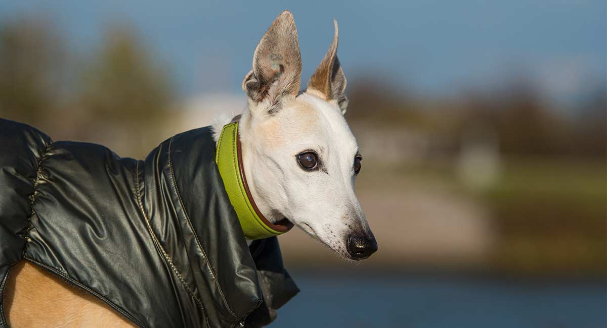 greyhound cooling coat