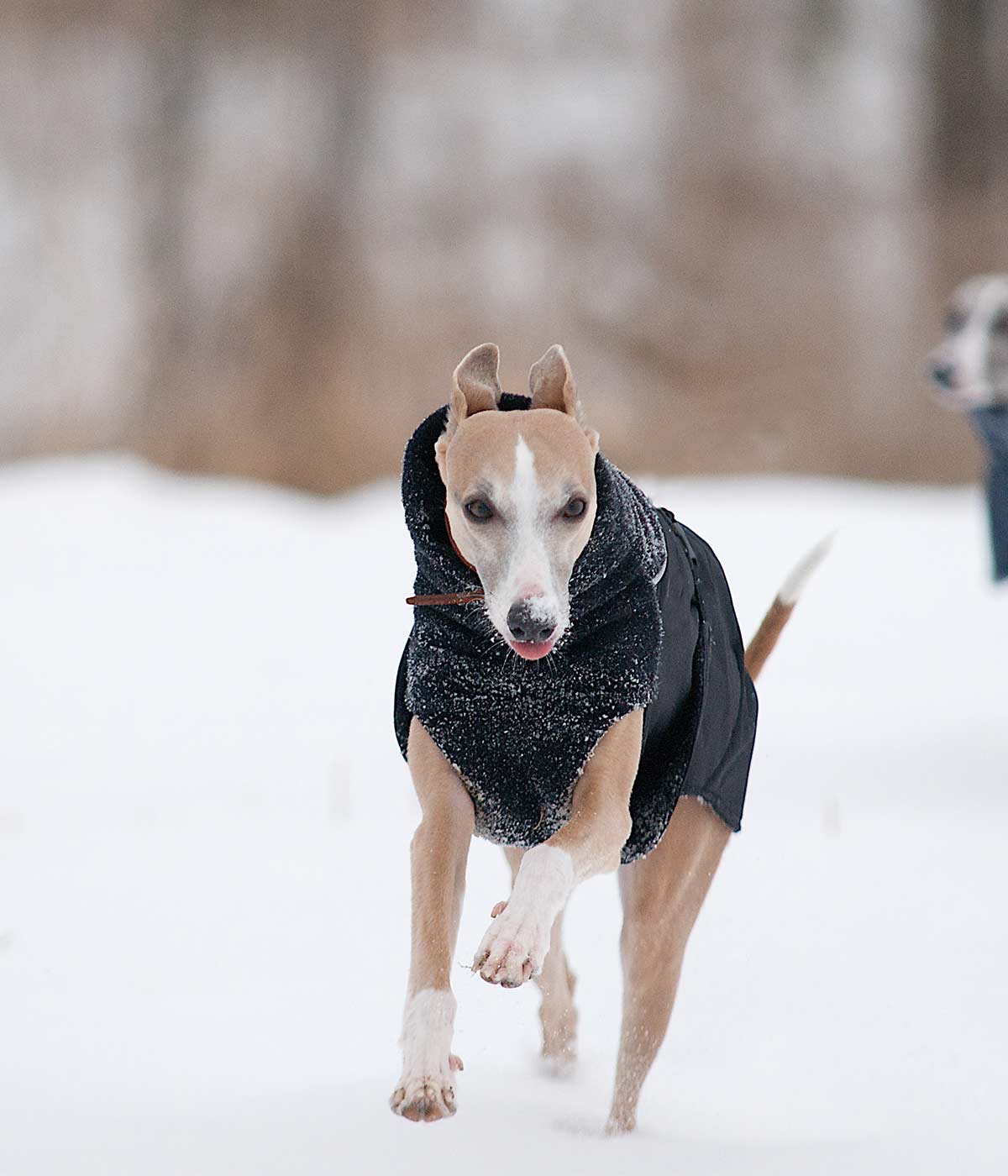 waterproof coats for whippets