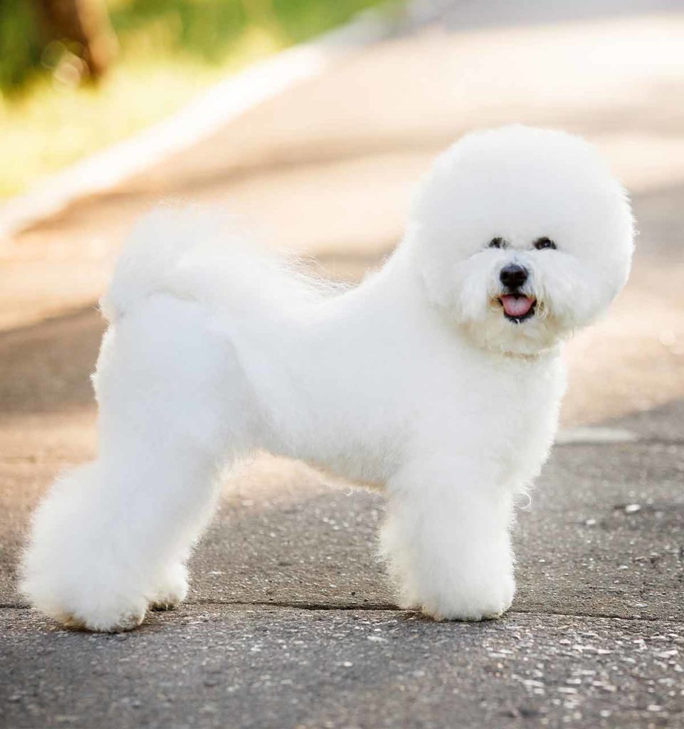 bichon frise dog years