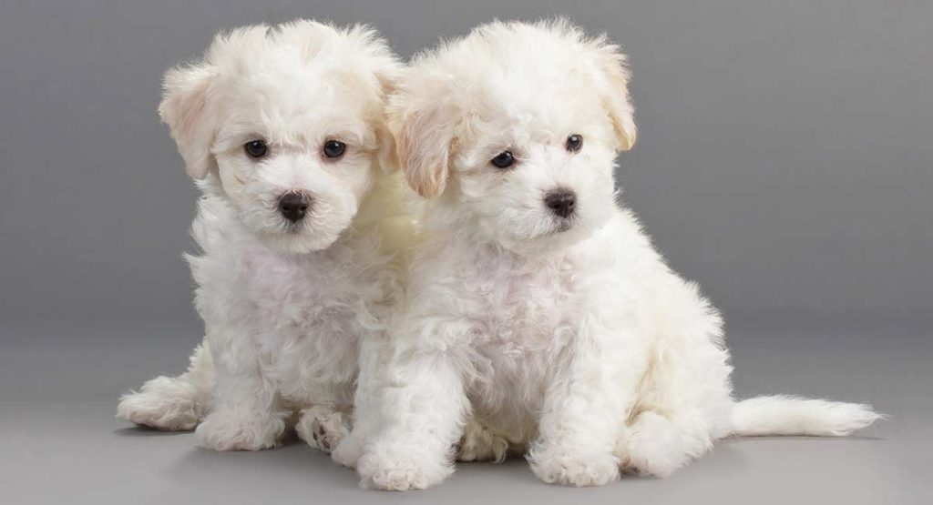 Learn more about the Bichon Frise