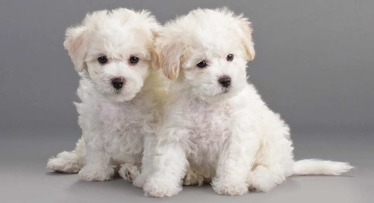 lhasa apso bichon