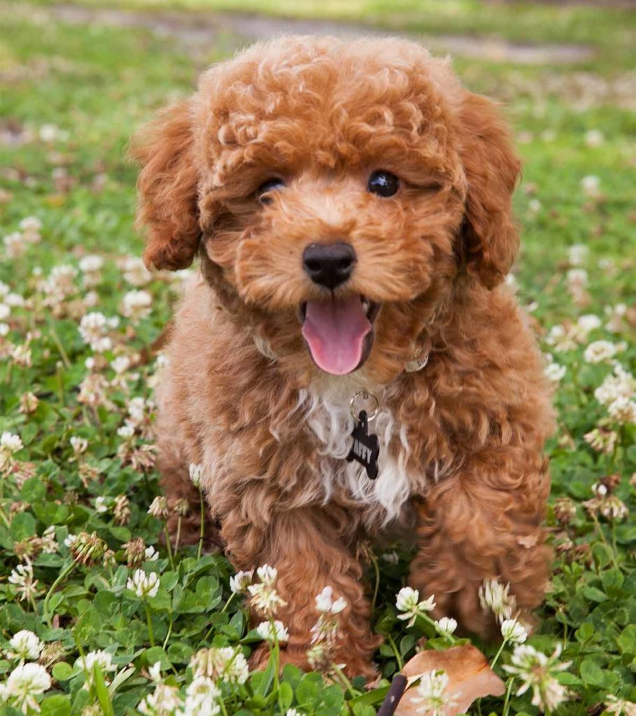 Poochon teddy cheap bear dog