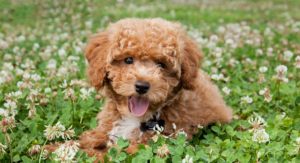 small poodle mixes