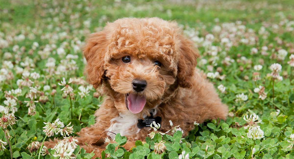 brown teddy bear dog