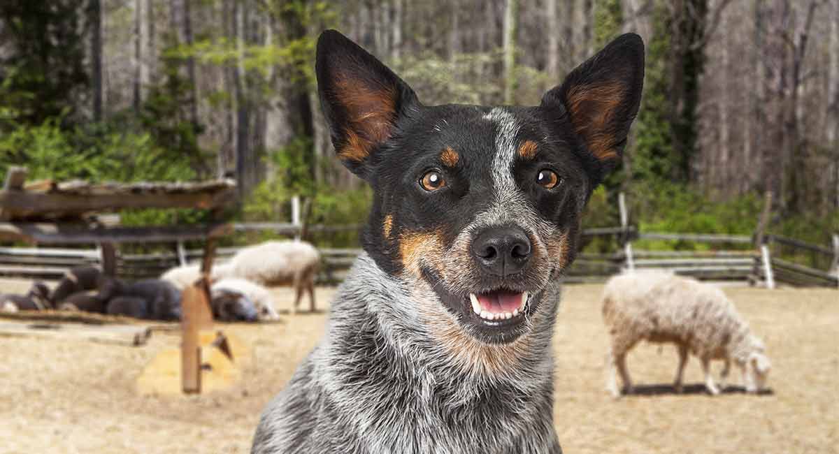 large breed herding dogs