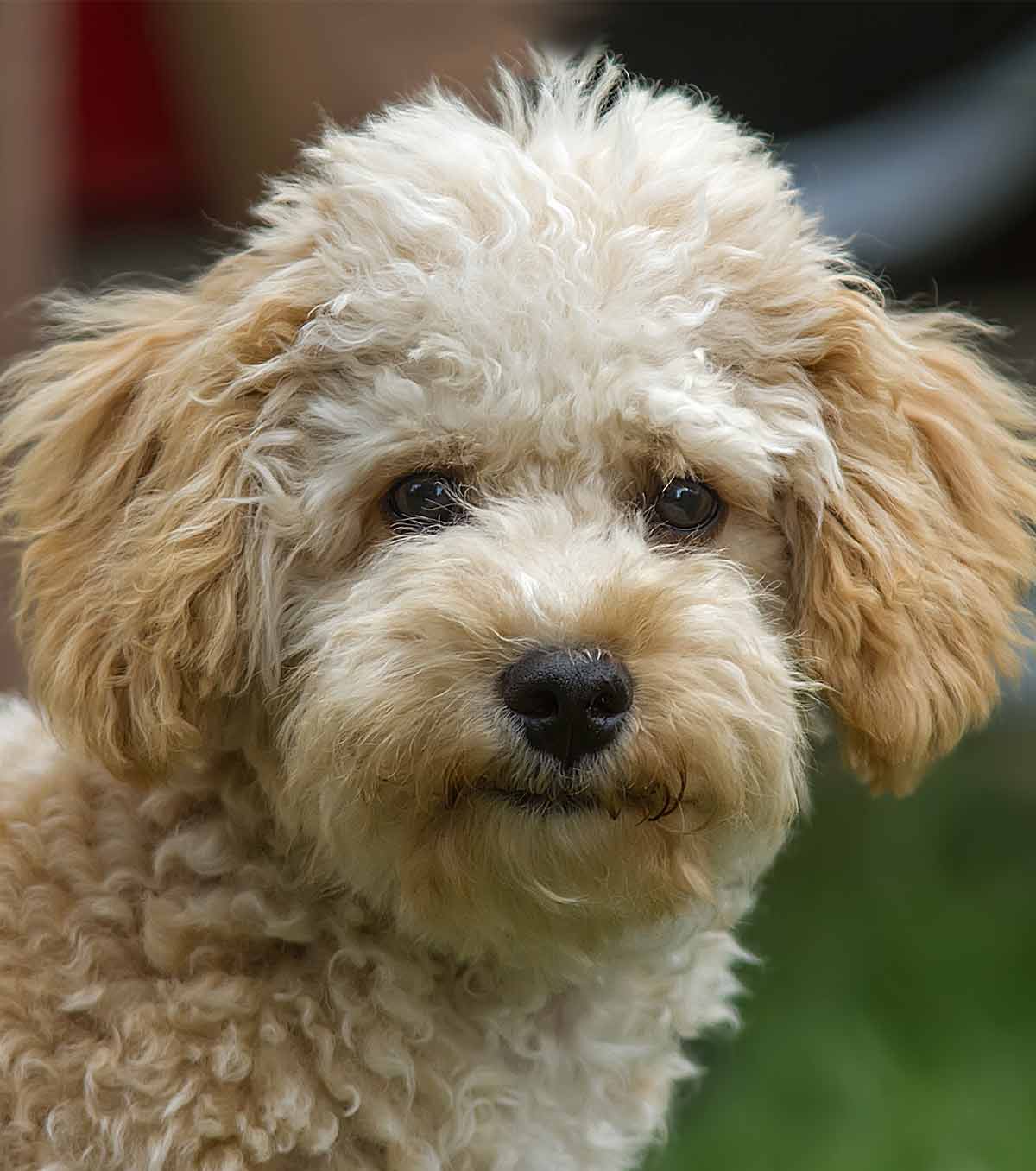 Cavapoo The Cavalier King Charles Spaniel Poodle Mix