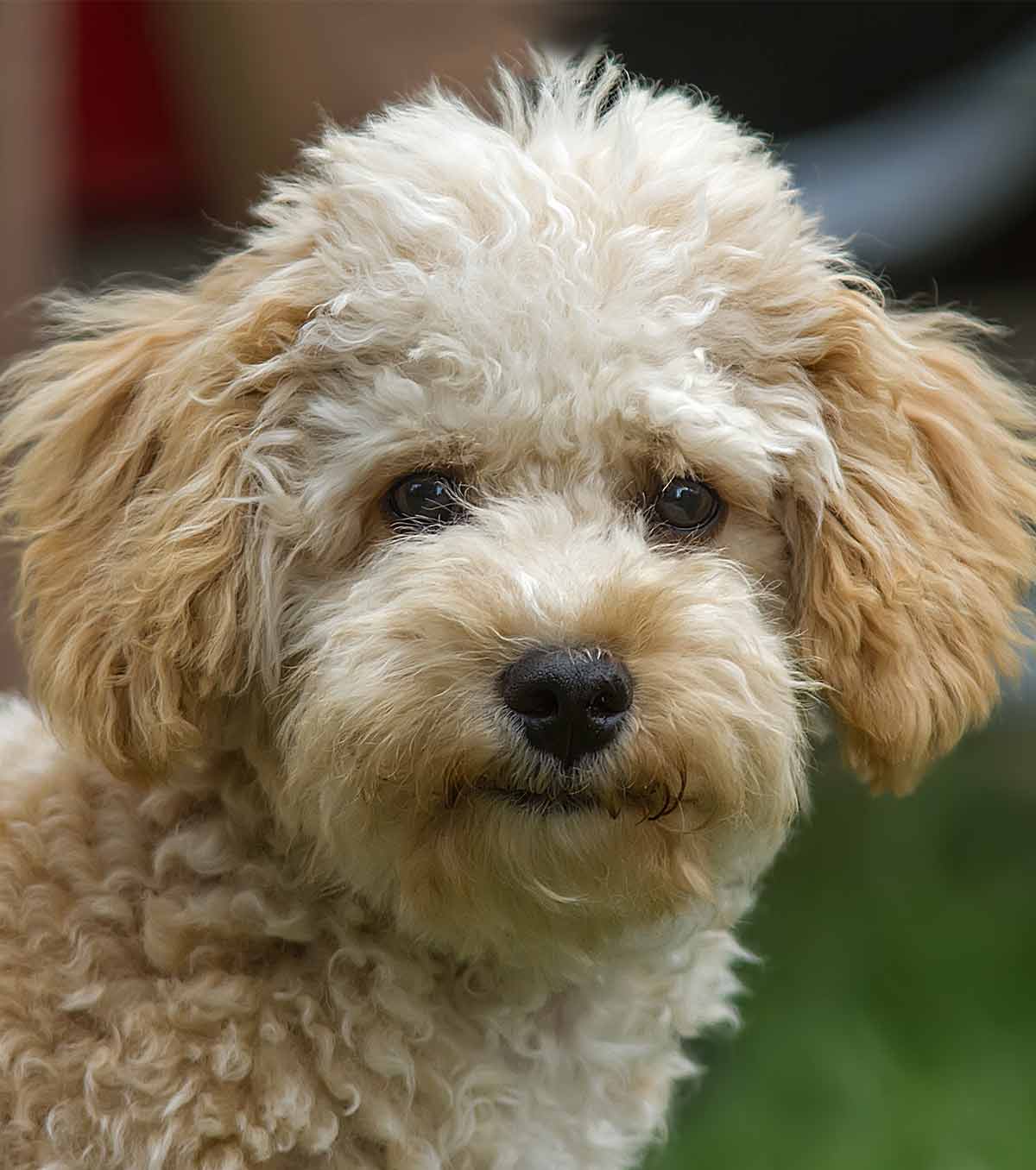 king charles spaniel mixed with poodle