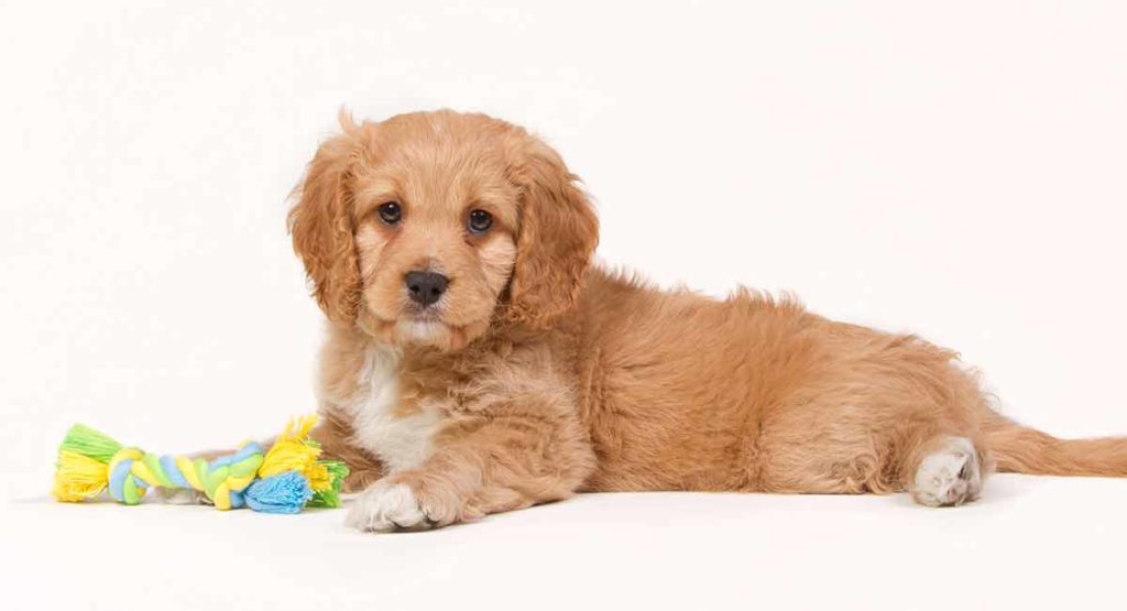 Cavapoo full grown store dog