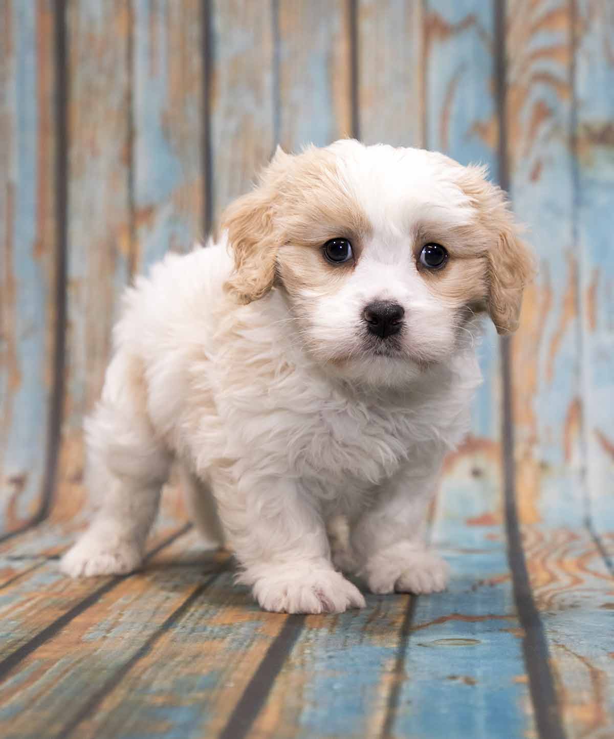 cockapoo cavalier puppies