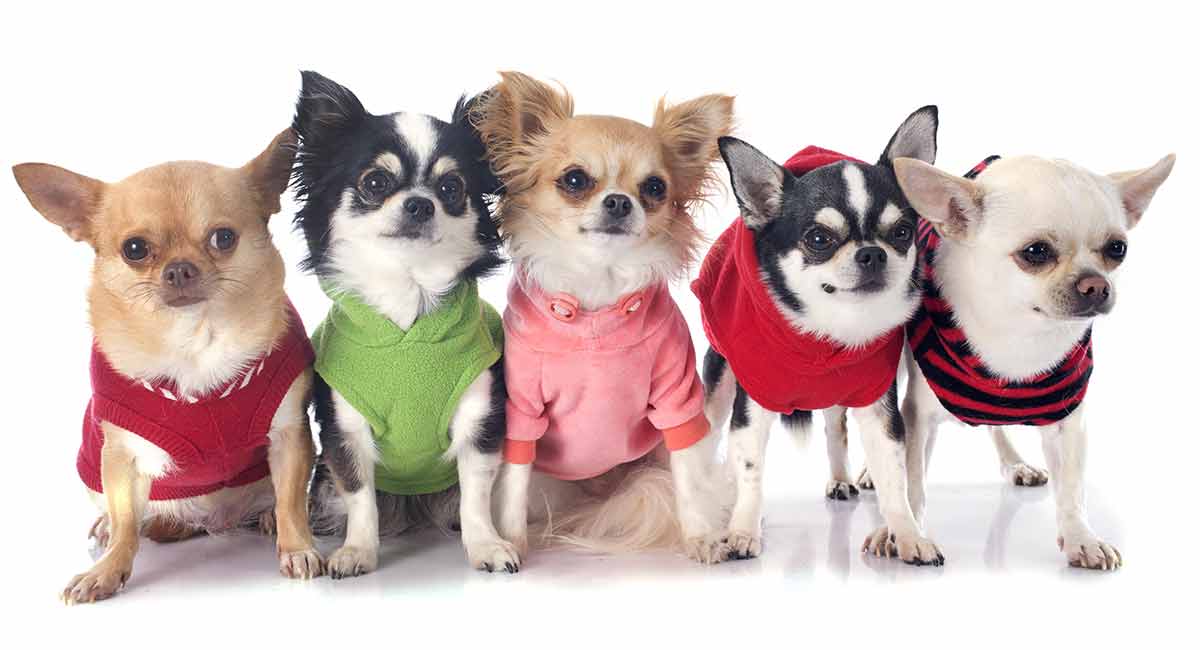 Chihuahua Clothes - The Best Coats And Outfits For Chihuahua Dogs