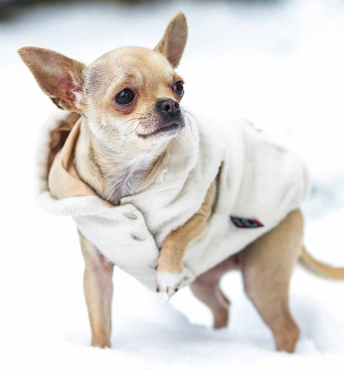 teacup chihuahua sweaters