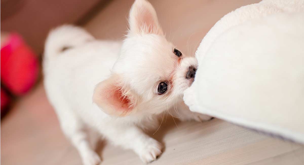 really cute chihuahuas