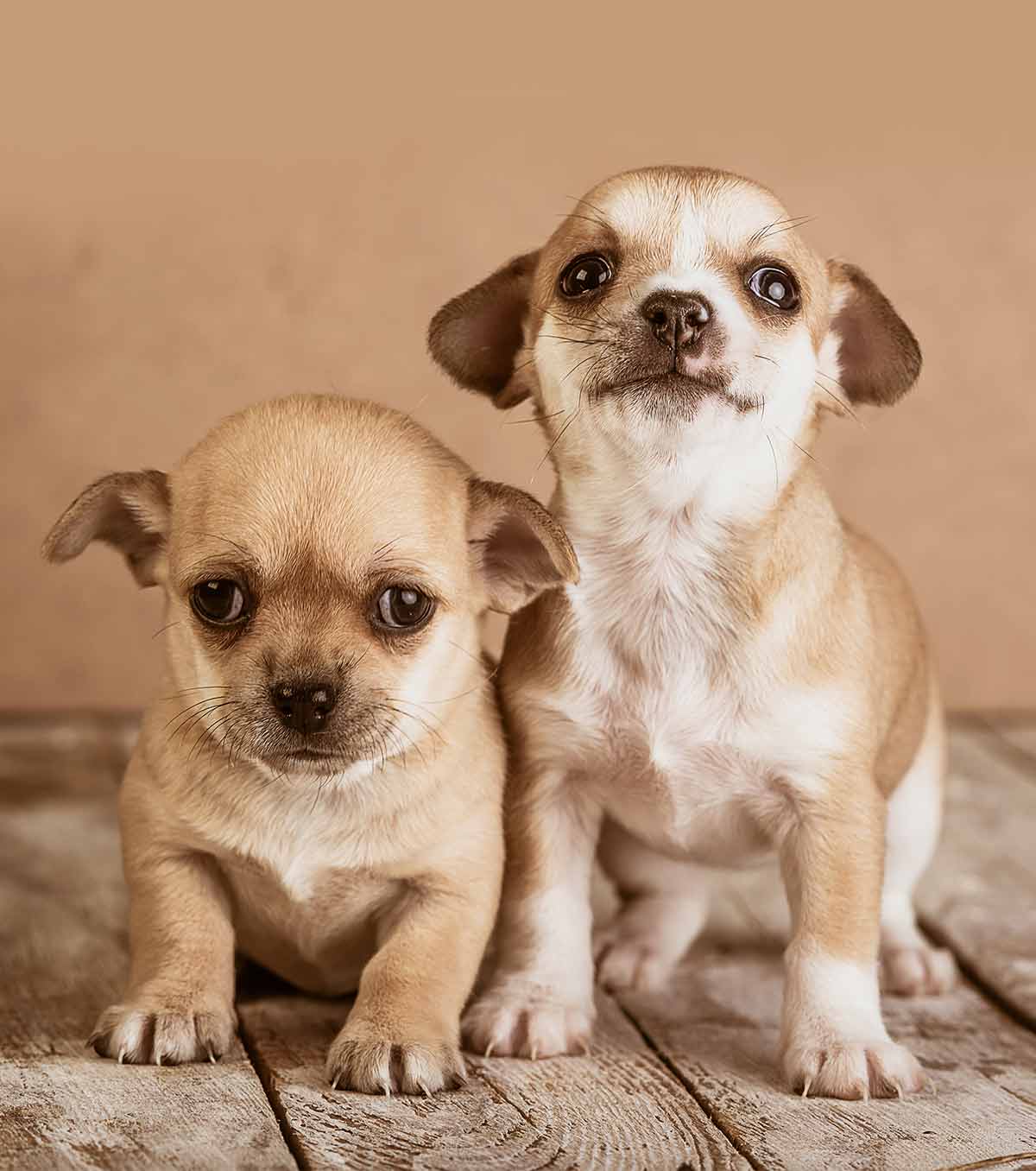 Chihuahua names