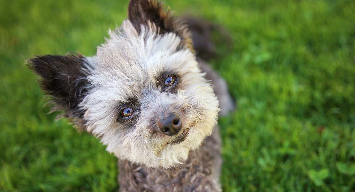 Chihuahua Poodle Mix Meet The Cheerful Chipoo Pup