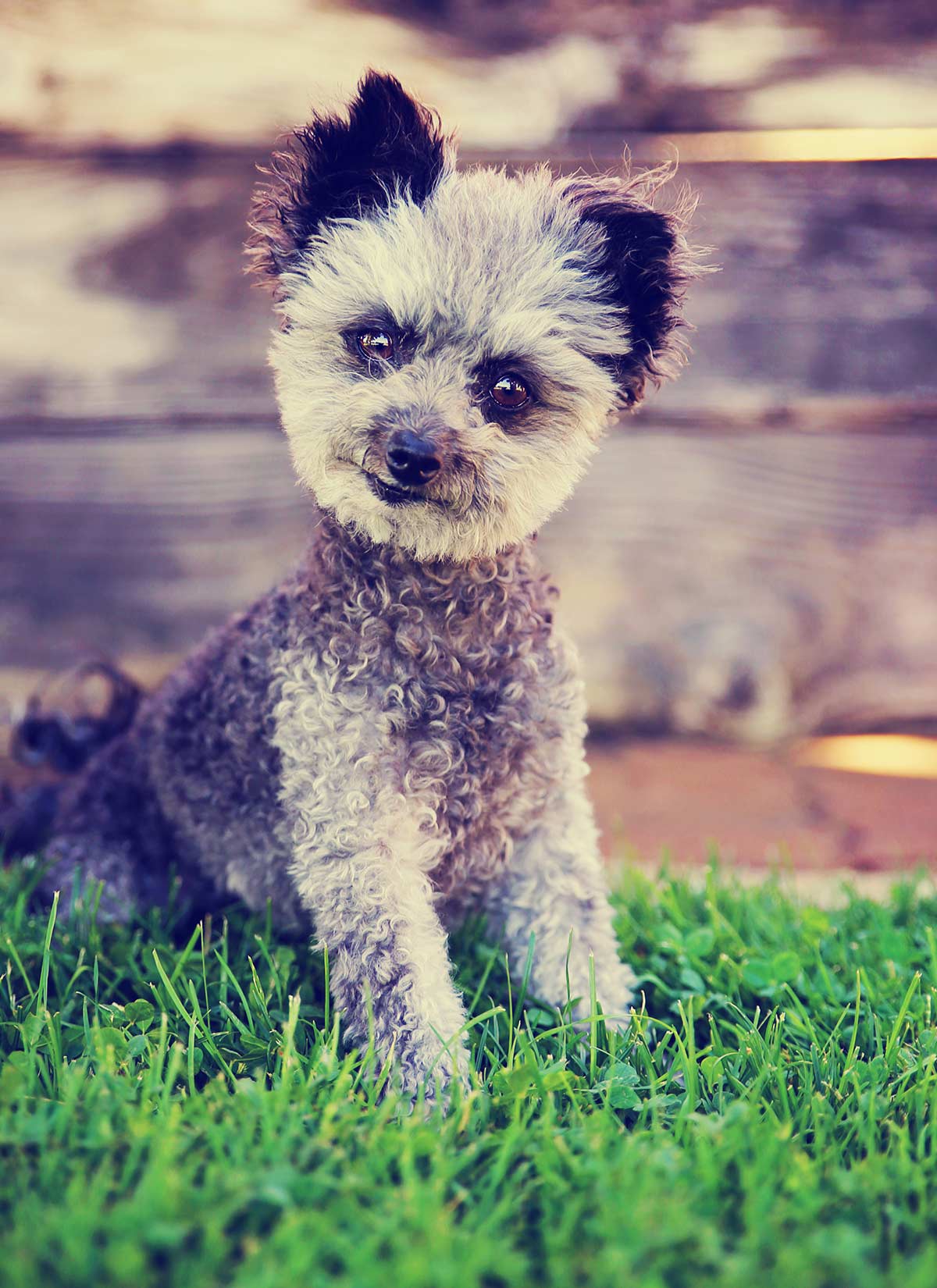 mini poodle and chihuahua mix