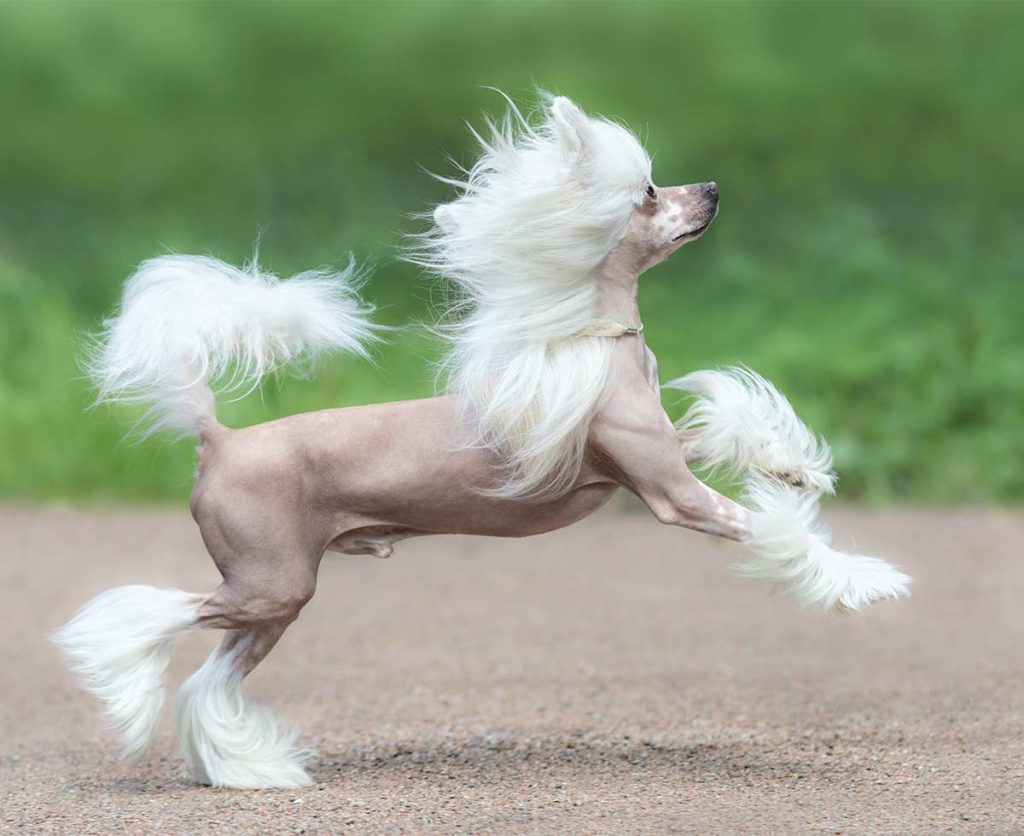 White Dog Breeds Discover 18 Head Turning White Dogs