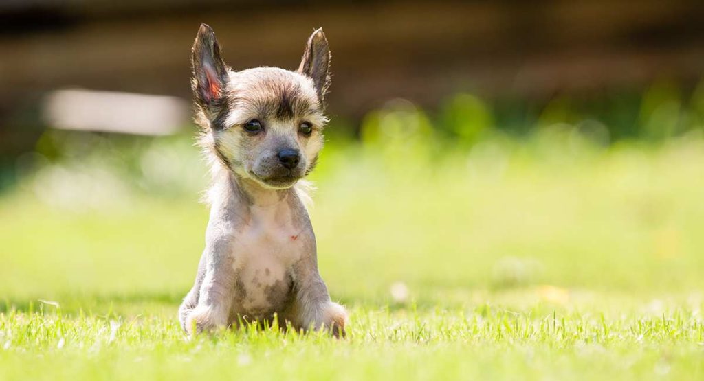 chinese cresteds are the only hairless toy dog breeds