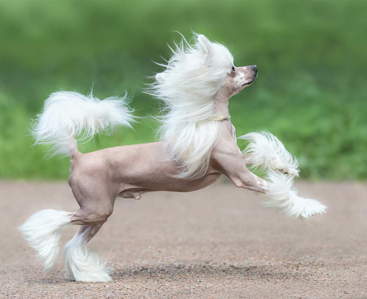 apricot chinese crested