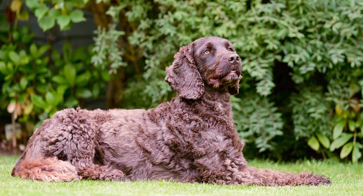 cockapoo family dog